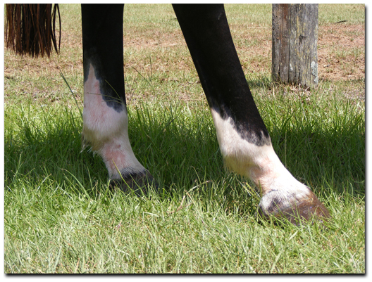Mud guards for horses - treat greasy heel on horses